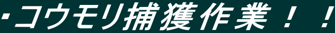 ・コウモリ捕獲作業!!