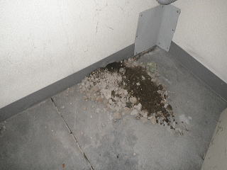 ネズミ　壁　穴
